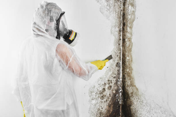 Best Office Mold Removal Services  in Leonardo, NJ