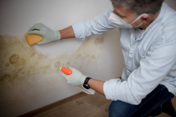 Best Mold Testing  in Leonardo, NJ