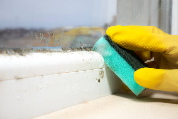 Best Professional Mold Removal  in Leonardo, NJ