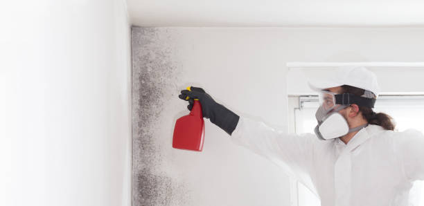 Best Emergency Mold Removal  in Leonardo, NJ
