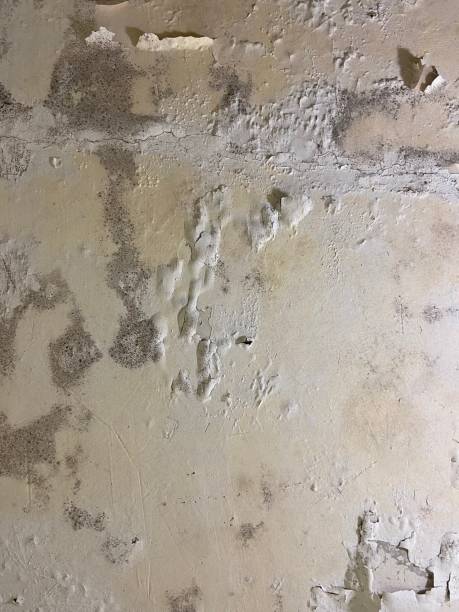 Best Commercial Mold Removal  in Leonardo, NJ