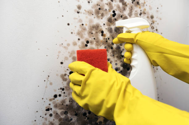 Best Water Damage Restoration  in Leonardo, NJ