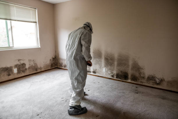 Best Mold Remediation Experts  in Leonardo, NJ