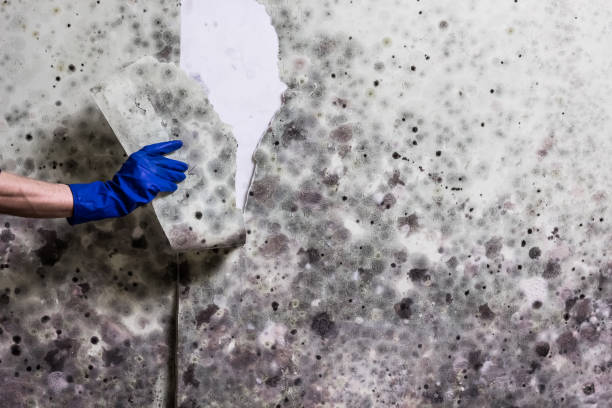 Best Black Mold Removal  in Leonardo, NJ
