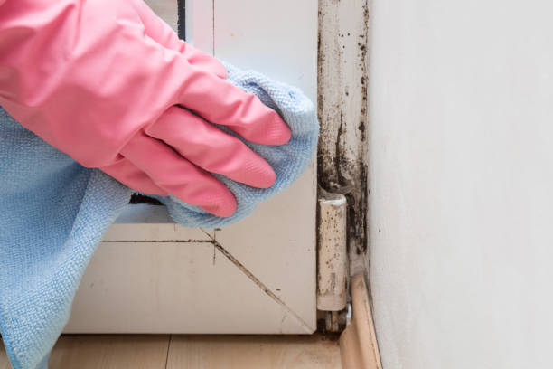 Best Mold Remediation  in Leonardo, NJ